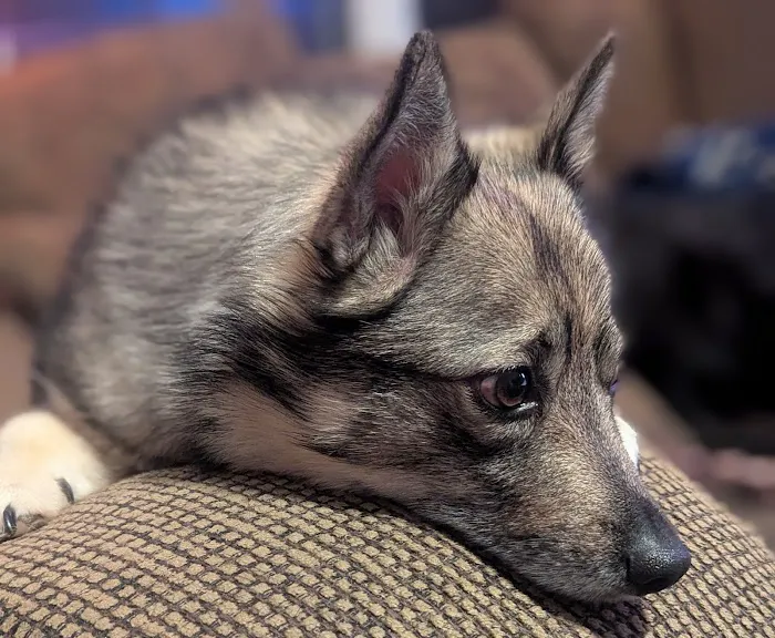 Urgent VET Care 7
