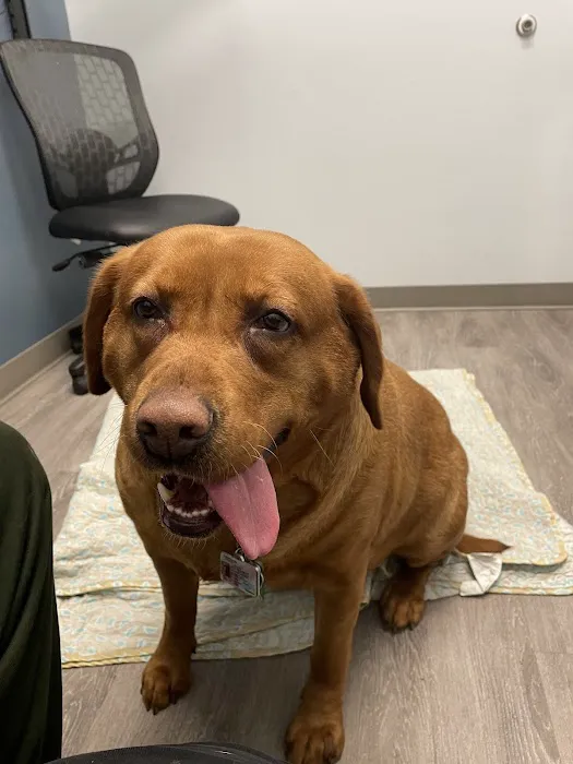Urgent VET Care 2