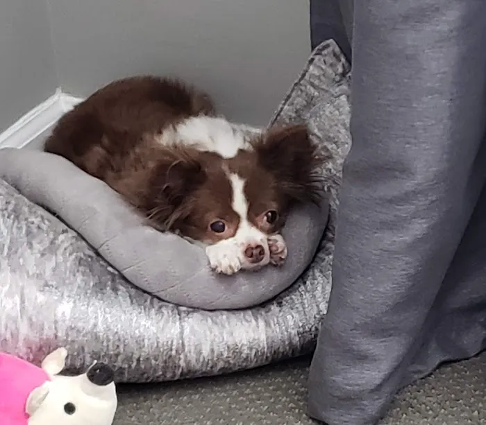 Hunt Valley Animal Hospital 12