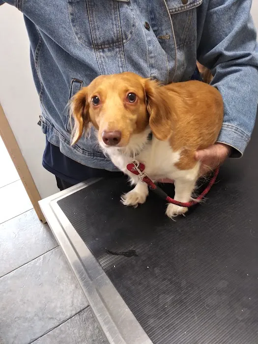 PERRING ANIMAL HOSPITAL 10