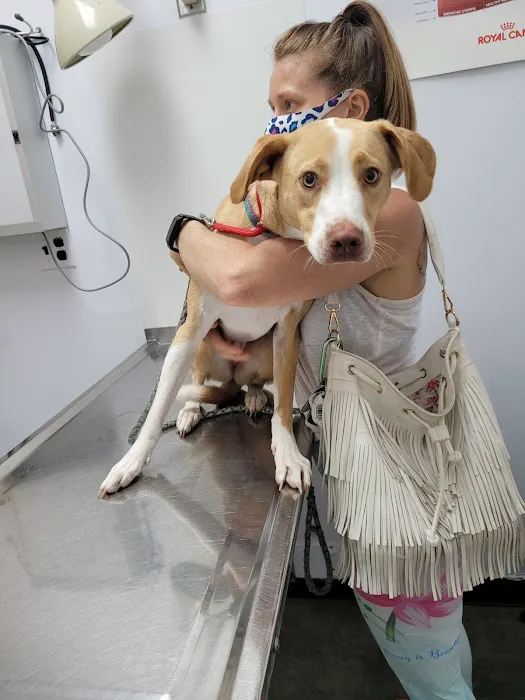 PERRING ANIMAL HOSPITAL 1