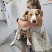 PERRING ANIMAL HOSPITAL ico