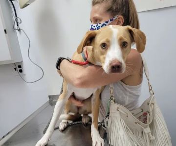PERRING ANIMAL HOSPITAL