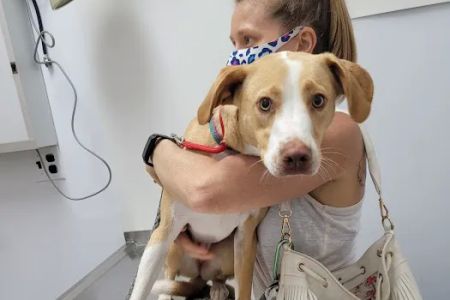 PERRING ANIMAL HOSPITAL
