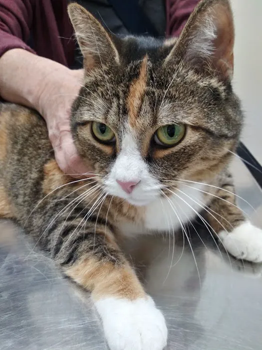PERRING ANIMAL HOSPITAL 8