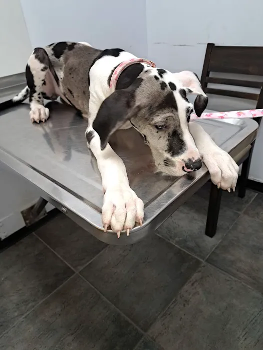 PERRING ANIMAL HOSPITAL 3