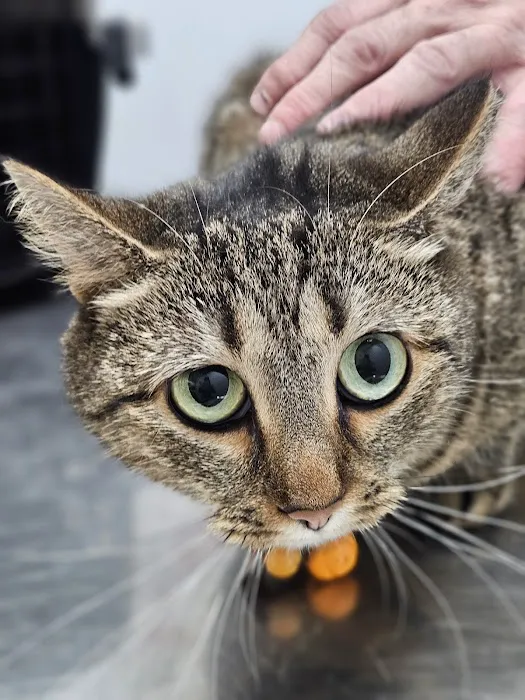 PERRING ANIMAL HOSPITAL 9