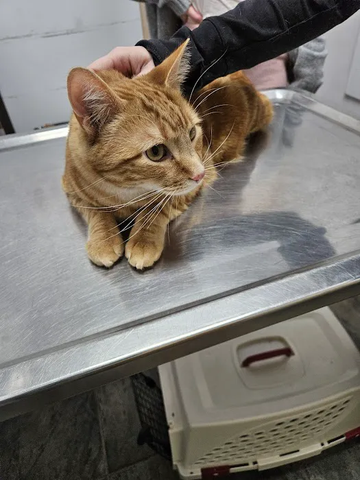 PERRING ANIMAL HOSPITAL 2