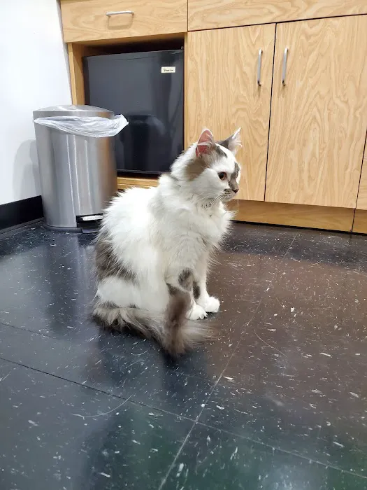 CityPets Veterinary Care & Wellness 12