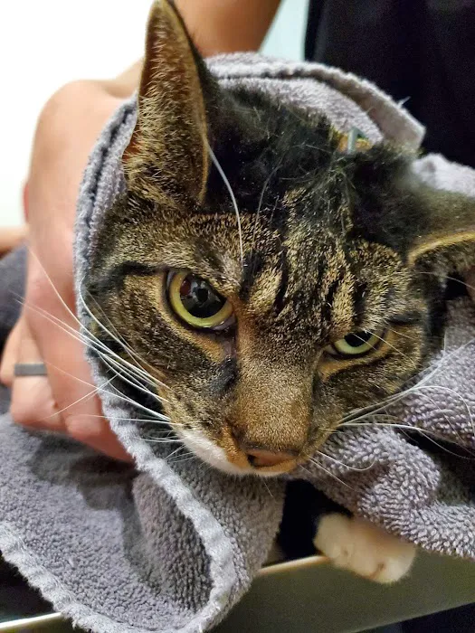 CityPets Veterinary Care & Wellness 12