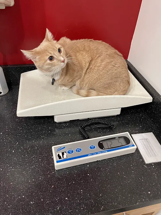 CityPets Veterinary Care & Wellness 12