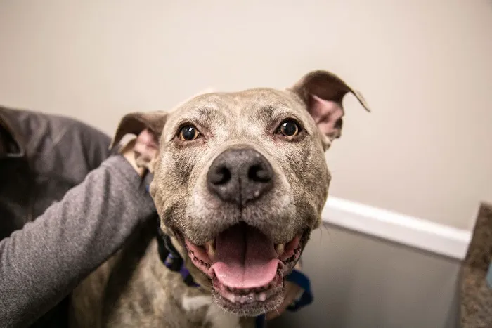 Parkville Animal Hospital 12