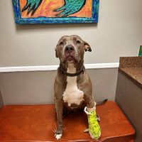Parkville Animal Hospital ico