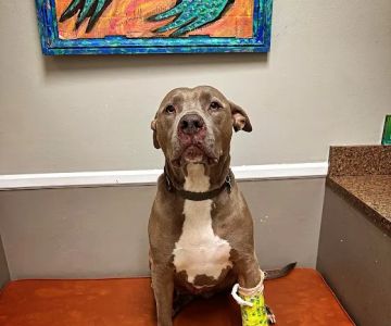 Parkville Animal Hospital