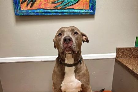 Parkville Animal Hospital