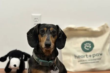 Heart + Paw