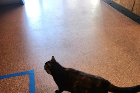 Harbor View Veterinary Hospital
