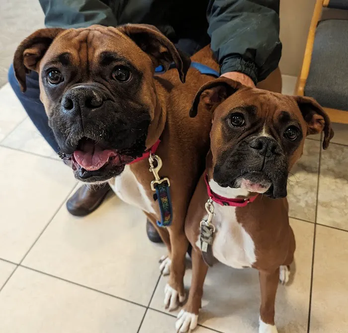 Mount Airy Veterinary Associates, Inc. 3