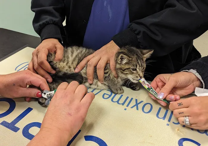 Mount Airy Veterinary Associates, Inc. 6