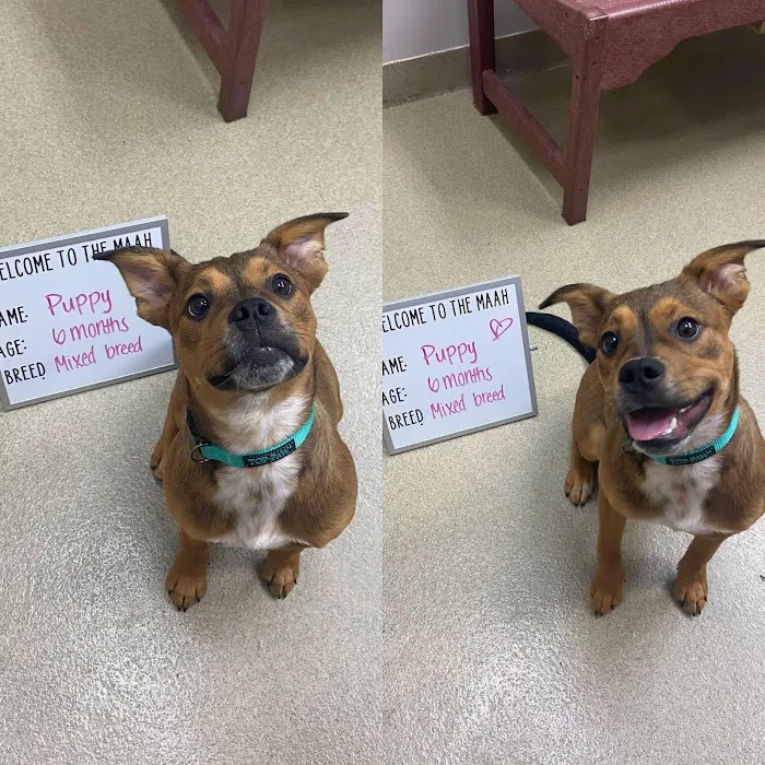 Mount Airy Animal Hospital 6
