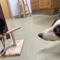 Mount Airy Animal Hospital ico