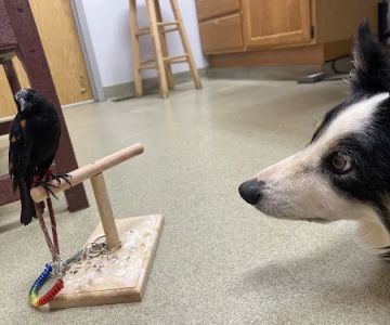 Mount Airy Animal Hospital