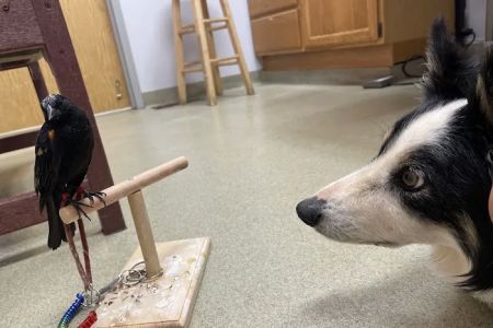 Mount Airy Animal Hospital