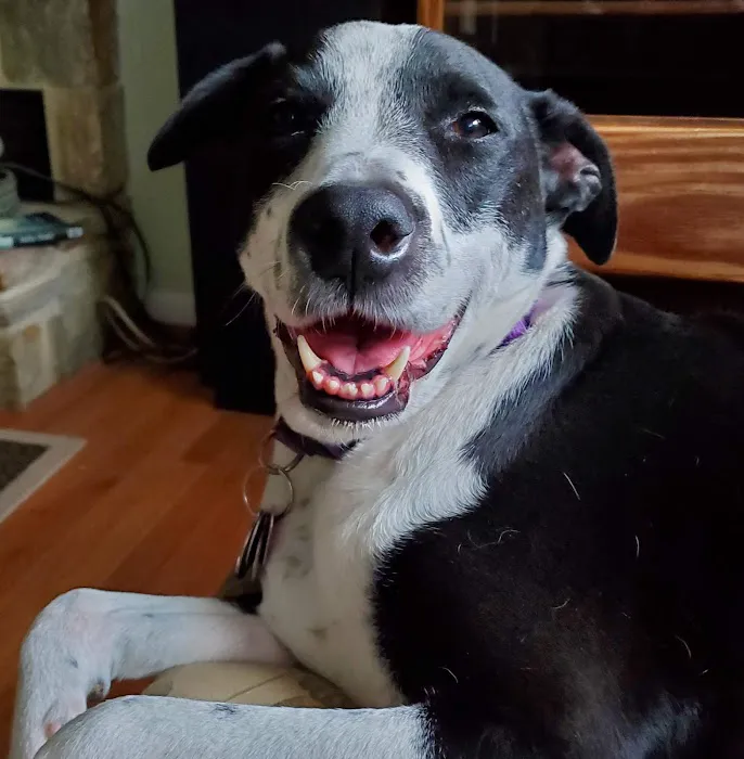 Mount Airy Animal Hospital 7
