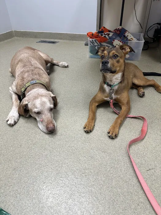 Mount Airy Animal Hospital 2