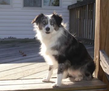 Taylorsville Veterinary Clinic