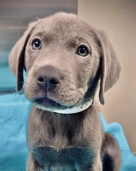 Arnold Veterinary Hospital 7