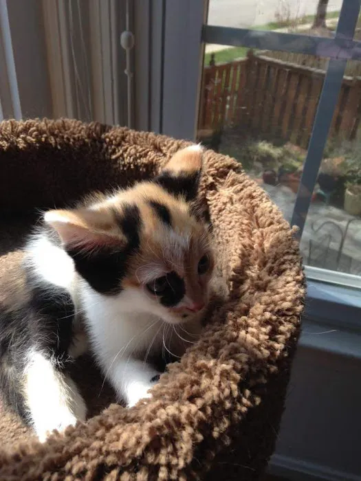 Bay Hills Animal Hospital 4