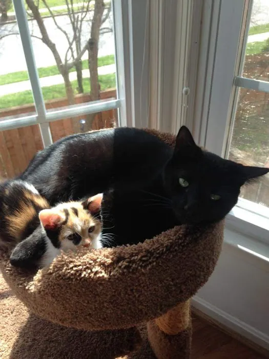 Bay Hills Animal Hospital 3