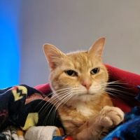 Bay Hills Animal Hospital ico