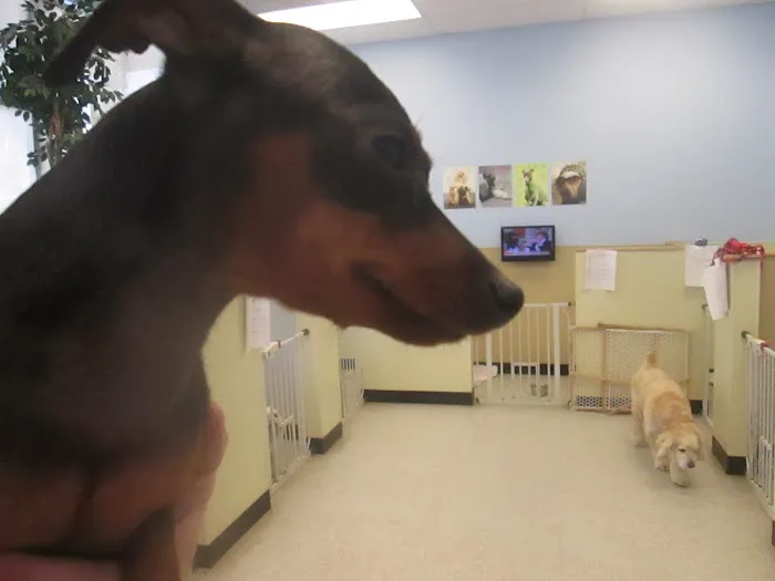 Swan Harbor Animal Hospital 4