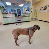 Swan Harbor Animal Hospital ico