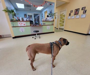 Swan Harbor Animal Hospital
