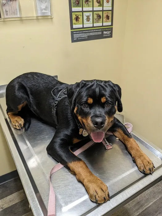 Pickles Light Street Animal Hospital 5