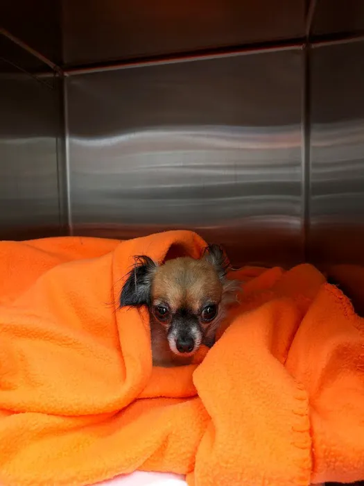 Banfield Pet Hospital 4