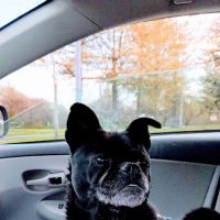 Banfield Pet Hospital ico