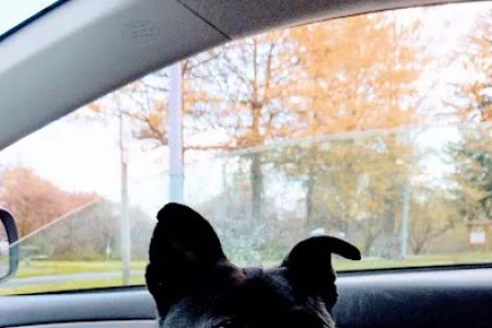 Banfield Pet Hospital