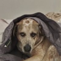 Animal Dental Center ico