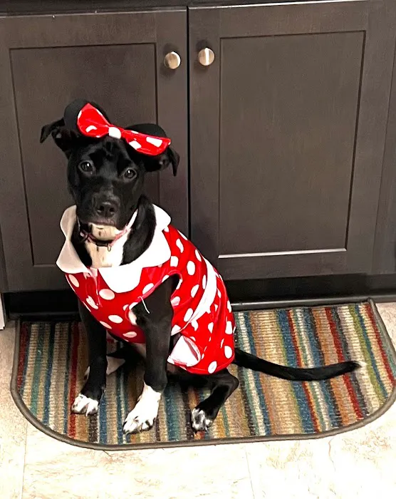 Chesapeake Veterinary Surgical Specialists 5