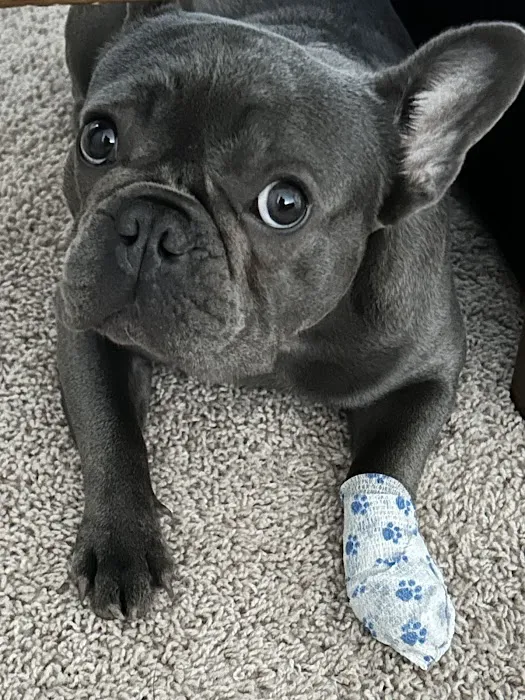 Anne Arundel Veterinary Emergency Clinic 7