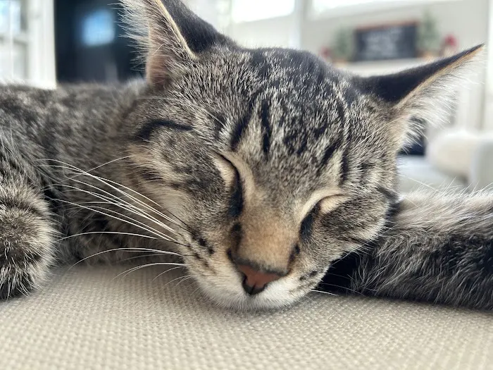 Anne Arundel Veterinary Emergency Clinic 1