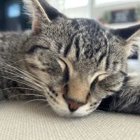 Anne Arundel Veterinary Emergency Clinic ico