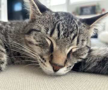 Anne Arundel Veterinary Emergency Clinic