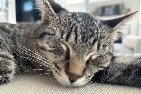 Anne Arundel Veterinary Emergency Clinic