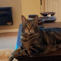 Atlantic Veterinary Internal Medicine & Oncology - Annapolis ico