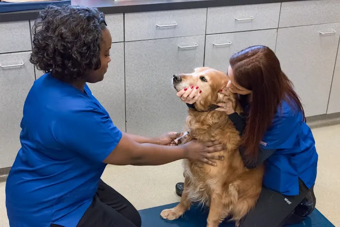 Atlantic Veterinary Internal Medicine & Oncology - Annapolis 4